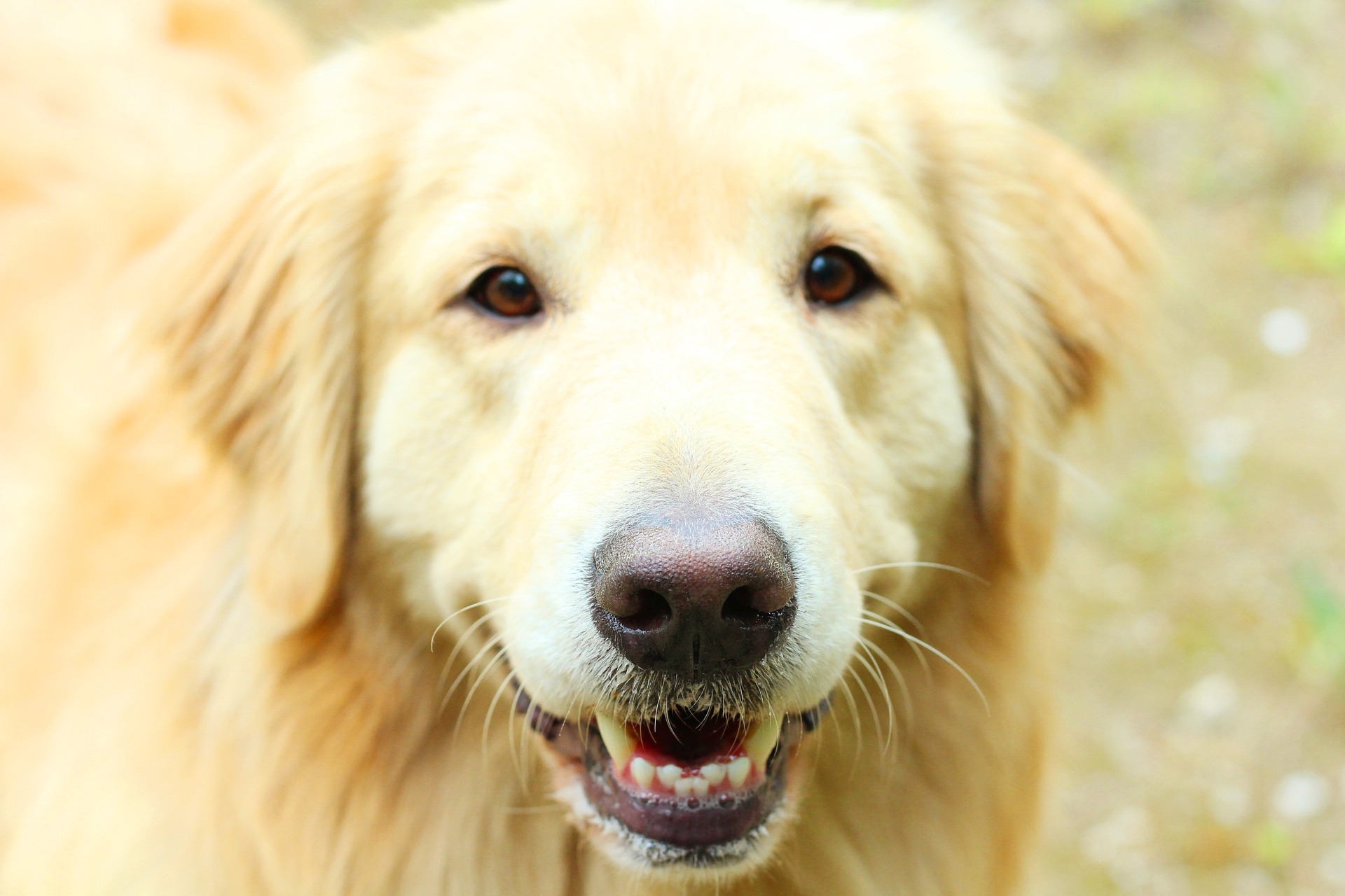 golden retriever - pet-friendly grooming products